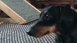 Obedient Mini Dachshund Puppy Performs Array Of Adorable Tricks