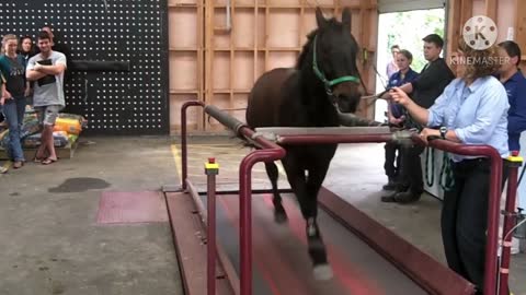 Horse running in treadmill