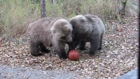 Bear family plays basketball 1