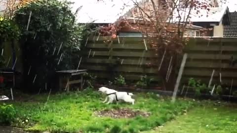 Bulldog Pup Boris sees Snow for the first time in his live!!!