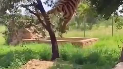 The Tiger 🐅🐅 Catch to Bird 🐦 Outstanding