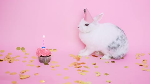 happy Birthday rabbit