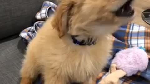 Howling puppy tries to imitate sound of passing sirens