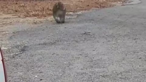 Baboon Strutting Down the Street