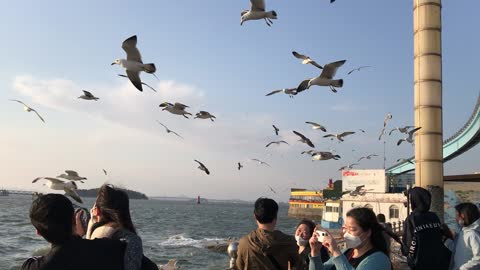 Fluffing Seagulls