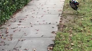 Black dog scared of balloon