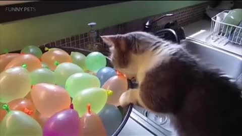 Cats VS Balloons ---- Funny Cats Playing With Ball