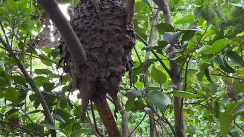 An interesting ant's nest at Chakratirtha ashram in Salandi Reserve Forest.
