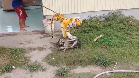 funny fake tiger prank