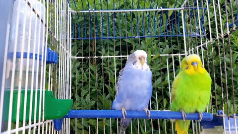 Parrots sing along with wild birds in the garden