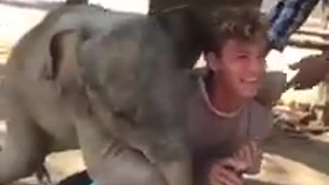 Excited Baby Elephant Plays With Guy While Trying to Climb on Him l