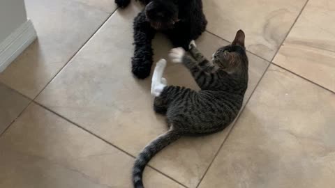 Kitty fights puppy