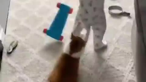 Cat clings to child's clothes to play