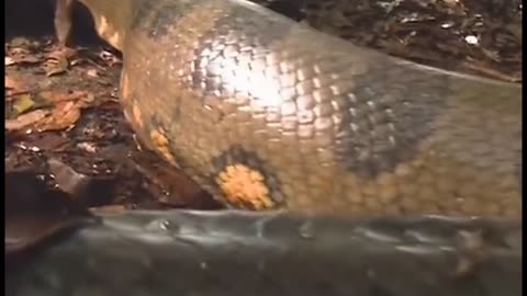 Anaconda: Giant of the Amazon