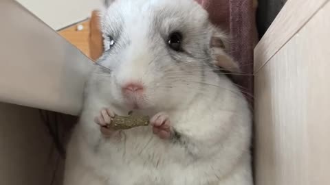 Chinchilla Eats Cute