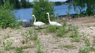 Large Swans in Finland