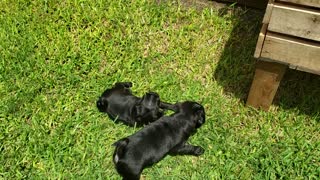 Pugs playing outside