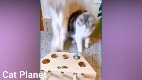 Funny Cats Video Compilation 2021 funny
