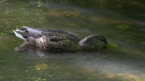 Female Pregnant Duck Drinks Fresh Water In Lake