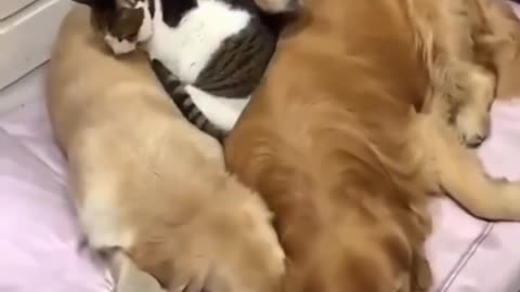 dog love cat | cat love dog