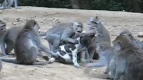 Dog and monkey friends funny video