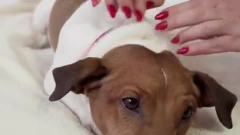 Funny Dog Video Enjoy Massage
