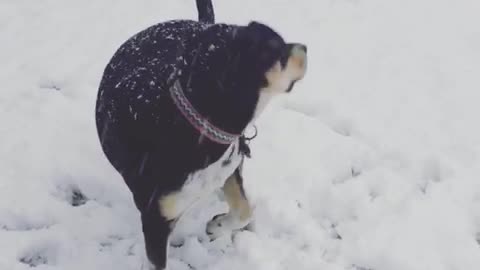Scout’s first time seeing snow