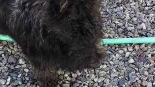 Mac the Scottie fighting with the garden hose