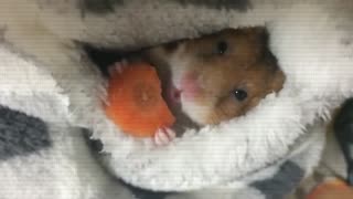 Hamster eating carrot in the laziest way possible