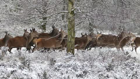 A Group Of Deer At Winter