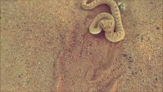 Dubai desert snake Cerastes Video