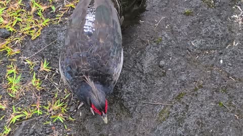 Close Encounter With a Kalij Pheasant