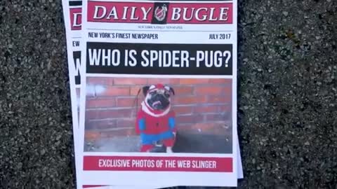 SPIDER-PUG - Doug The Pug Funny