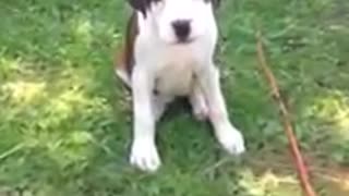 Puppies exploring in the back yard