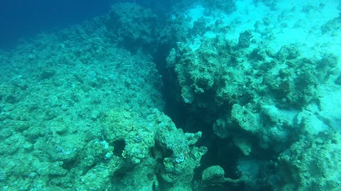 Coral reef and water plants in the Red Sea, Dahab, blue lagoon Sinai Egypt 1
