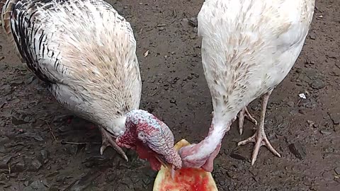 Turkeys Eating watermelon 🍉