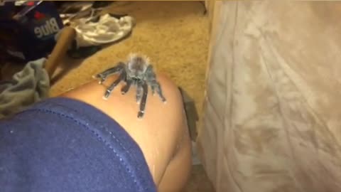 Collab copyright protection - tarantula crawls up girls leg slowly