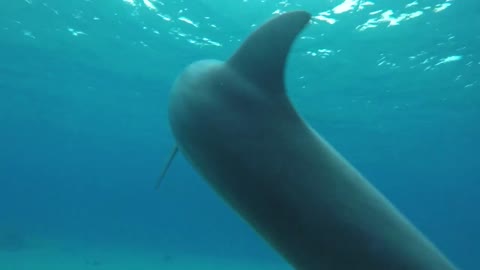 Dolphin swimming in the Red Sea, Eilat Israel 7