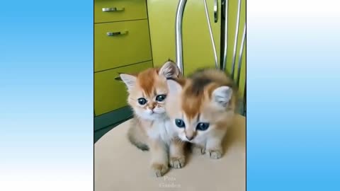 FANTASTIC ANIMALS Best Friend - Cute and Funny Animals Videos Compilation 2021