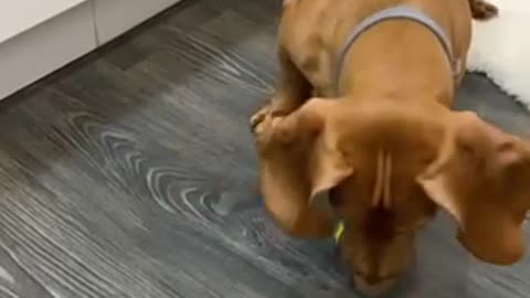 Dachshund dog playing