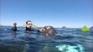 Seal Snorkeling on Isles of Scilly