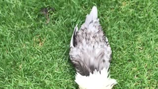 Rooster Buries His Head in the Lawn