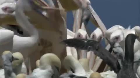 Pelicans eat baby birds!