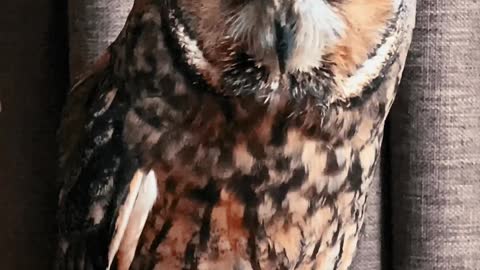 Beautiful Owl.