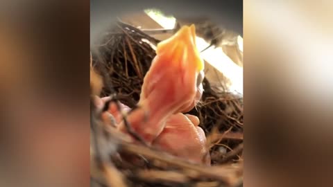 Beautiful thrush puppies being fed by their mother