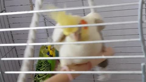 Nice and beautiful video of a parrot swinging in its cage