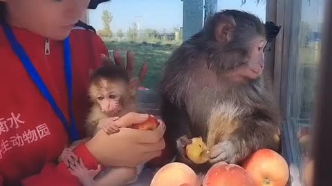 The breeder feeds fruit to the cute little baboon