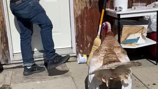 Pet turkey being feisty & protective
