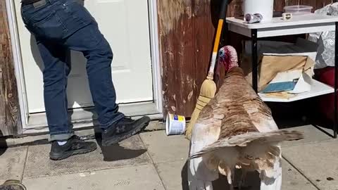 Pet turkey being feisty & protective