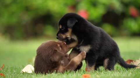 Cute and Funny puppies playing